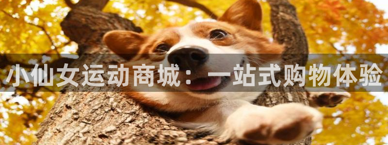 球客岛